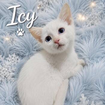 Icy -  Domestic Short Hair Cat for Adoption in Inman, South Carolina - Icy | PetCurious