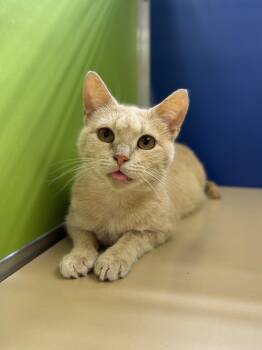 Rescue Domestic Short Hair Cats for Adoption in Philadelphia, Pennsylvania - Daphne Dee | PetCurious