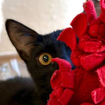 Domestic Short Hair Cats Available for Adoption - Chobani | PetCurious