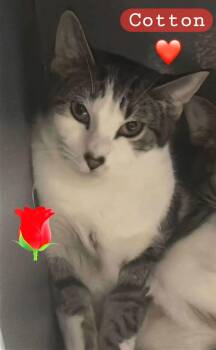 Domestic Short Hair Cats Available for Adoption - Cotton | PetCurious