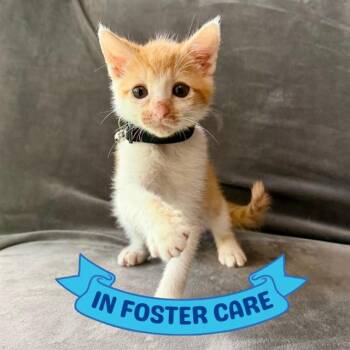 PRINCE HARRY -  Domestic Short Hair Cat for Adoption in Tallahassee, Florida - PRINCE HARRY | PetCurious