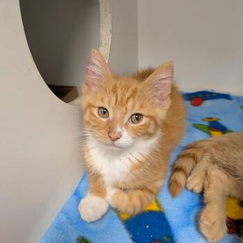 Cotton -  American Shorthair Cat for Adoption in Jeffersonville, Indiana - Cotton | PetCurious