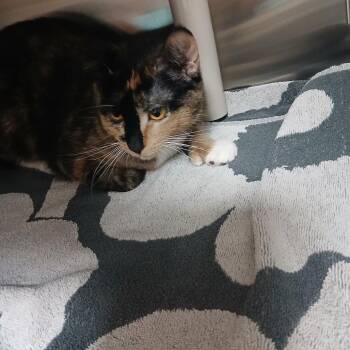 Domestic Short Hair Cats Available for Adoption in Philadelphia, Pennsylvania - Fidget | PetCurious