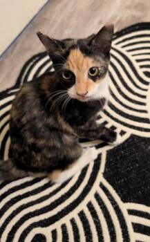 Leann -  Calico Cat for Adoption in San Antonio, Texas - Leann | PetCurious