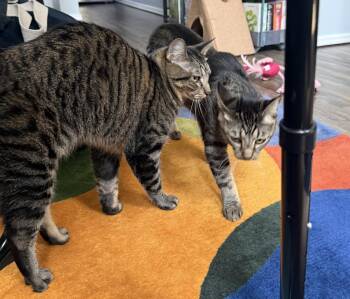 Tails Brother -  Domestic Short Hair Cat for Adoption in Chandler, Arizona - Tails Brother | PetCurious