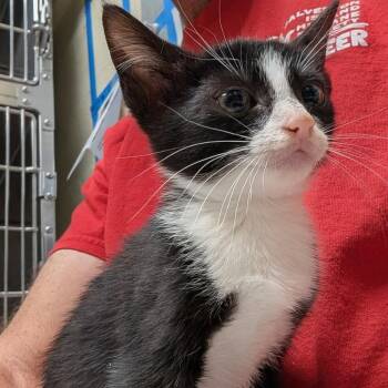 Lil Mouse -  Domestic Short Hair Cat for Adoption in Galveston, Texas - Lil Mouse | PetCurious