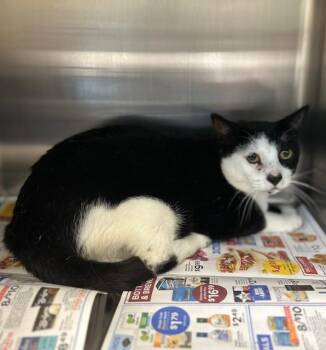 FABION -  Domestic Short Hair Cat for Adoption in Houston, Texas - FABION | PetCurious