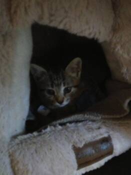 Opal -  Domestic Short Hair Cat for Adoption in PORT WENTWRTH, Georgia - Opal | PetCurious