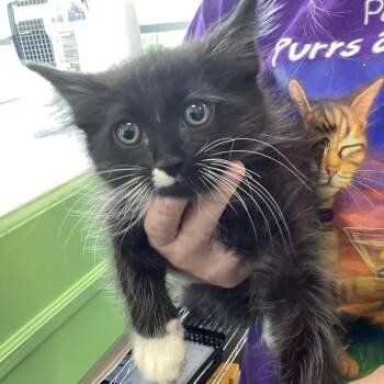 Sonny -  Domestic Medium Hair Cat for Adoption in Montgomery, Alabama - Sonny | PetCurious