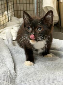 Domestic Short Hair Cats Available for Adoption in Honolulu, Hawaii - Barry | PetCurious