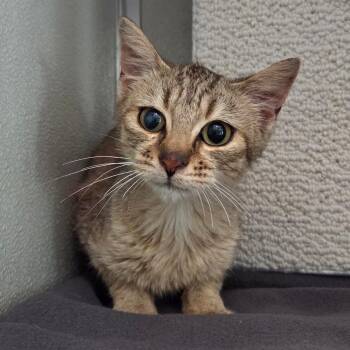 Domestic Short Hair Cats Available for Adoption in Chattanooga, Tennessee - Susie Q | PetCurious