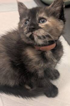 Saffron -  Domestic Short Hair Cat for Adoption in Dayton, Ohio - Saffron | PetCurious