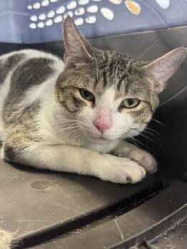 Big Texas -  Domestic Medium Hair and Domestic Short Hair Cat for Adoption in West Chester, Pennsylvania - Big Texas | PetCurious