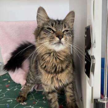 Pixie -  Domestic Medium Hair Cat for Adoption in Warwick, Rhode Island - Pixie | PetCurious