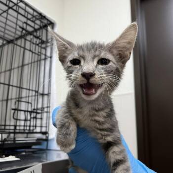 Silver -  Domestic Short Hair Cat for Adoption in Harrisonburg, Virginia - Silver | PetCurious