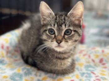 Mercury & Mars -  Domestic Short Hair Cat for Adoption in Davis, California - Mercury & Mars | PetCurious