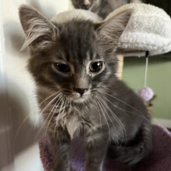 A1048094 Queen Julian -  Domestic Short Hair Cat for Adoption in Pleasant Hill, California - A1048094 Queen Julian | PetCurious