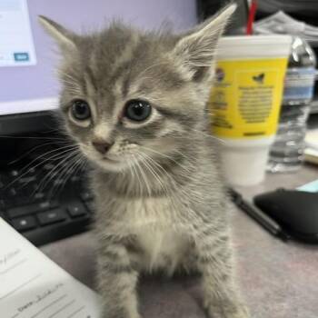 Philomena -  Domestic Short Hair Cat for Adoption in Marble, North Carolina - Philomena | PetCurious