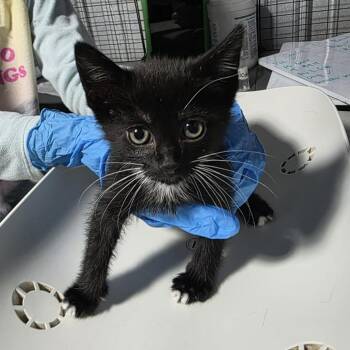 Jazz (Music Litter) -  Domestic Short Hair Cat for Adoption in TIMBERCRK CYN, Texas - Jazz (Music Litter) | PetCurious