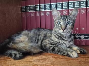 Lydia -  Tabby Cat for Adoption in Trophy Club, Texas - Lydia | PetCurious