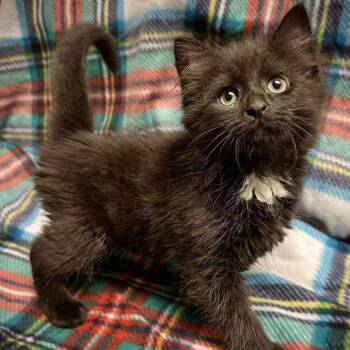 Rescue Domestic Long Hair Cats for Adoption in Washington, District Of Columbia - Web Siblings: Charlotte (16607) | PetCurious