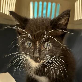 Mira -  Domestic Short Hair Cat for Adoption in West Palm Beach, Florida - Mira | PetCurious