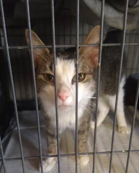 Domestic Short Hair Cats Available for Adoption - Amara  | PetCurious