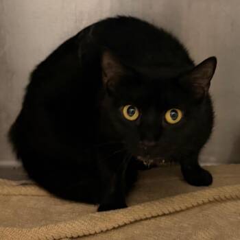 Jessie -  Domestic Short Hair Cat for Adoption in Evensville, Tennessee - Jessie | PetCurious