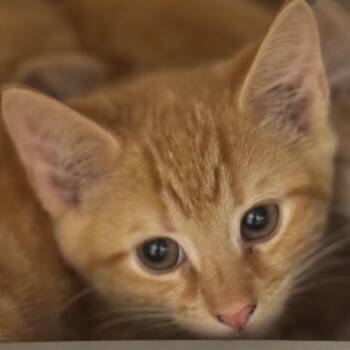 Ewok (purple) -  Domestic Short Hair Cat for Adoption in Winston-salem, North Carolina - Ewok (purple) | PetCurious