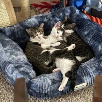 Willow (Wishing Well Kitten 1) -  American Shorthair Cat for Adoption in Westport, Connecticut - Willow (Wishing Well Kitten 1) | PetCurious