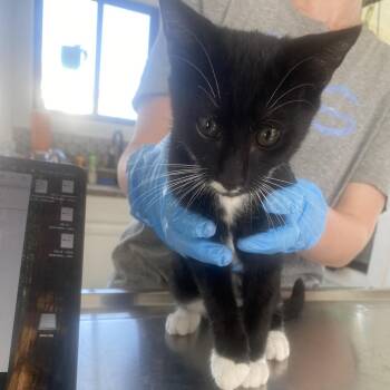 Jerry -  Domestic Short Hair Cat for Adoption in Chapel Hill, North Carolina - Jerry | PetCurious