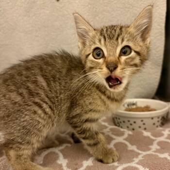 Sophia -  Domestic Short Hair Cat for Adoption in Council Bluffs, Iowa - Sophia | PetCurious