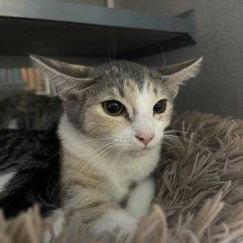 Melody -  Domestic Short Hair Cat for Adoption in Walden, New York - Melody | PetCurious