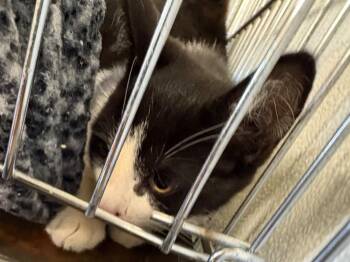 Binder -  Domestic Short Hair Cat for Adoption in Rock Springs, Wyoming - Binder | PetCurious