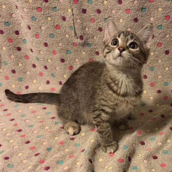 Harmony -  Domestic Short Hair Cat for Adoption in Waterloo, Iowa - Harmony | PetCurious