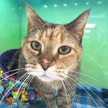 Domestic Short Hair Cats Available for Adoption in Zimmerman, Minnesota - Pippy | PetCurious