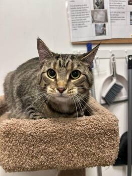 Domestic Short Hair Cats Available for Adoption in St. Cloud, Florida - Bird | PetCurious