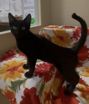 Dixie -  Domestic Short Hair Cat for Adoption in Petaluma, California - Dixie | PetCurious