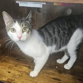 Domestic Short Hair Cats Available for Adoption in Fall River, Massachusetts - Dwight | PetCurious