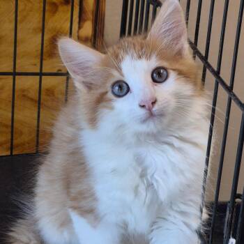 Dreamsicle -  Domestic Medium Hair Cat for Adoption in Cleveland, Mississippi - Dreamsicle | PetCurious