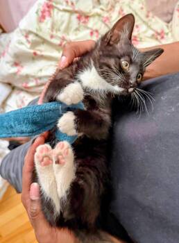 Bean -  Domestic Short Hair Cat for Adoption in Montreal, Quebec - Bean | PetCurious