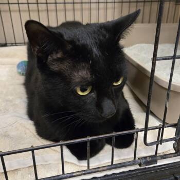 Domestic Short Hair Cats Available for Adoption in Wickenburg, Arizona - Sebastian | PetCurious