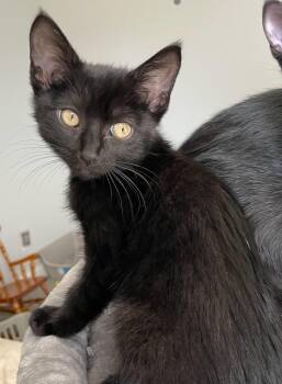 Rescue American Bobtail and Domestic Short Hair Cats for Adoption in Murfreesboro, Tennessee - Franklin | PetCurious