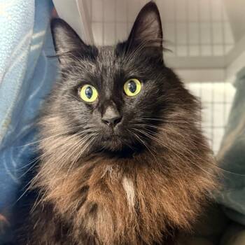 Domestic Long Hair Cats Available for Adoption - Shaddie | PetCurious