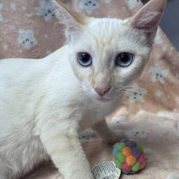 Glitch -  Siamese and Domestic Short Hair Cat for Adoption in Brea, California - Glitch | PetCurious