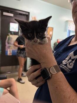 Airfryer -  Domestic Short Hair Cat for Adoption in Mobile, Alabama - Airfryer | PetCurious