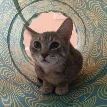 Sadie -  Domestic Short Hair Cat for Adoption in Vallejo, California - Sadie | PetCurious