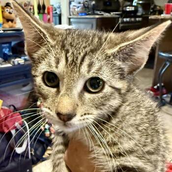 Monty 2 -  Domestic Short Hair Cat for Adoption - Monty 2 | PetCurious