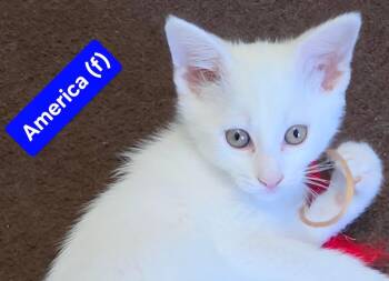 AMERICA Kitten (F) -  Domestic Short Hair Cat for Adoption in New Bern, North Carolina - AMERICA Kitten (F) | PetCurious