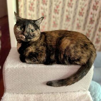 Queen Ester -  Domestic Short Hair Cat for Adoption in Rossville, Georgia - Queen Ester | PetCurious